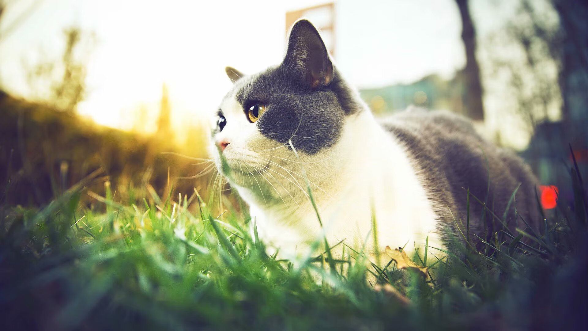 开云在线直播-校园足球赛事评比标准未形成通识认同，校园足球创新赛制的运用与推广